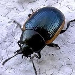 Hydrothassa glabra Hydrothassa glabra